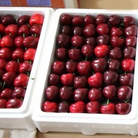 【大櫻桃批發(fā)】大櫻桃大櫻珠美早車厘子整箱批發(fā)